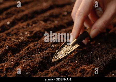 Nahaufnahme des handgepflanzten Sesamsaatens in den Boden mit kleinem Gartenwerkzeug. Agrarkonzept, Stockfoto