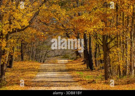 Herbstbaumwald entlang einer Landstraße im Mecosta County, Michigan, USA Stockfoto