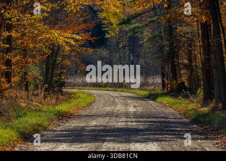 Herbststraße durch den Wald im Mecosta County, Michigan, USA Stockfoto