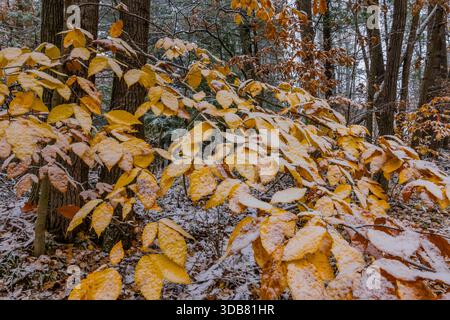 Die amerikanische Buche, Fagus grandifolia, verlässt zwischen Herbst und Winter im Mecosta County, Michigan, USA Stockfoto