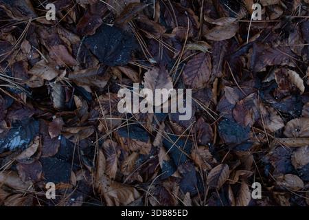 Hochauflösender Naturwaldboden, der mit herbstlichen Blättern und Kiefernnadeln bedeckt ist, erzeugt eine dunkle organische Hintergrundstruktur mit Erdtönen Stockfoto