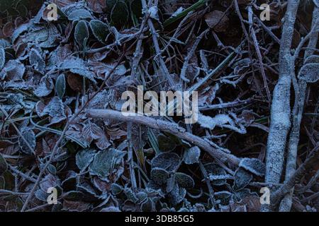 Winterwald bedeckt mit Frost mit eisigem Gras und Blättern, was kalte Temperaturen, jahreszeitliche Veränderungen und natürliche Texturen hervorhebt Stockfoto