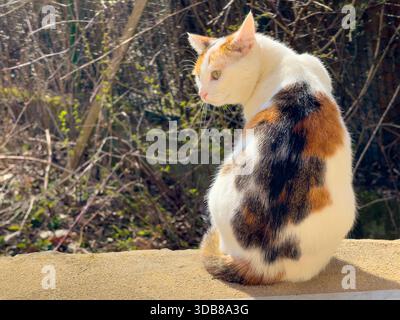 Calico-Katze sitzt draußen an einer Wand und genießt warmes Sonnenlicht auf ihrem Fell Stockfoto