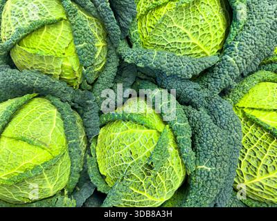 Nahaufnahme mit Textur von Bio-wirsingkohl-Blättern Stockfoto