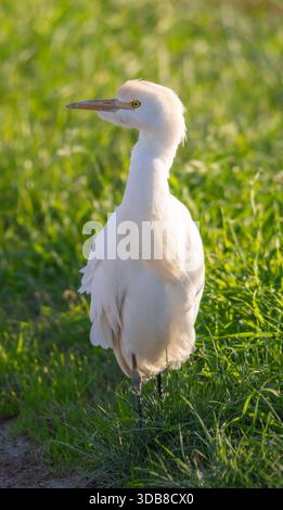 Ein Rinderreiher (Bubulcus ibis) mit weißem Gefieder, akzentuiert mit Orangetönen der Zuchtsaison, in warmem, goldenem Stunden-Sonnenlicht Stockfoto