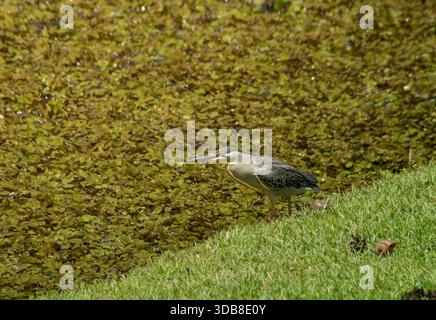 Ein Streifenreiher steht am grasbewachsenen Rand eines Teichs, der mit Wasserpflanzen bedeckt ist und bei natürlichem Tageslicht erfasst wird. Stockfoto