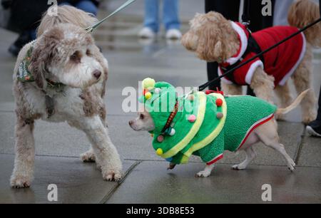 Richmond, Kanada. Dezember 2025. Hunde in festlicher Kleidung nehmen an der jährlichen Holiday Dog Parade in Richmond, British Columbia, Kanada, am 14. Dezember 2025 teil. Quelle: Liang Sen/Xinhua/Alamy Live News Stockfoto
