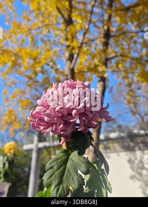 Rosafarbene Chrysanthemenblüte im Garten am sonnigen Nachmittag Stockfoto