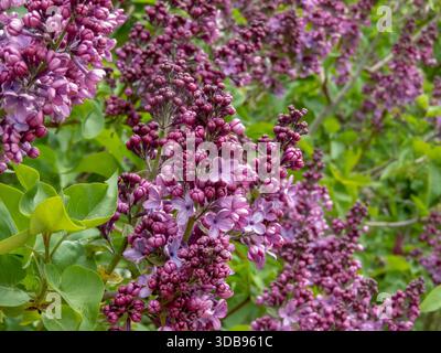 Üppiger Syringa vulgaris-Busch mit einfachen blau-violetten Blüten und dunkelvioletten Knospen, üppig blühend im Frühling mit lebhaften Farben und natürlichem Garten b Stockfoto