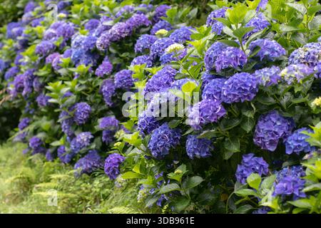 Üppig blaue Hortensie Macrophylla Hecke mit üppigen Blüten und leuchtendem grünem Laub. Ideal für Garten-, Landschaftsbau- und Blumendesign-Projekte. Stockfoto
