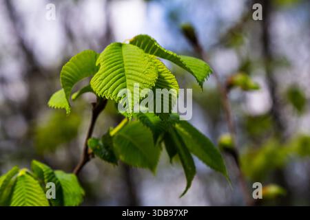 Nahaufnahme der samara samarae der Wych- oder SchottenUlmus glabra auf den Ästen zwischen grünen Blättern im frühen Frühjahr. Stockfoto