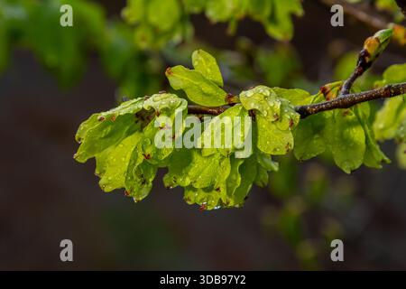 Nahaufnahme der samara samarae der Wych- oder SchottenUlmus glabra auf den Ästen zwischen grünen Blättern im frühen Frühjahr. Stockfoto