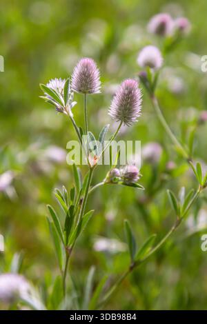 Trifolium arvense Close-up. Flauschiger Klee auf einer Wiese. Die Sommerflora wächst auf dem Feld. Bunte, helle Pflanzen. Selektiver Fokus auf Details, Unschärfe Stockfoto