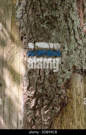 Verwitterte Baumrinde zeigt eine verblasste blaue Wegmarkierung, die auf Waldwege und Naturwanderungen hinweist. Stockfoto