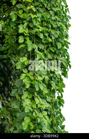 Rebrahmenblatt-Isolate auf weißem Hintergrund Stockfoto