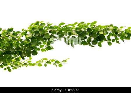 Rebrahmenblatt-Isolate auf weißem Hintergrund Stockfoto