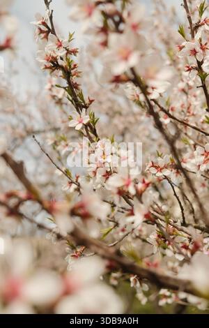 Sanfte rosa und weiße Blüten auf einem Zweig, hinterleuchtet von einem sanften Himmel. Eine friedliche Frühlingsszene. Stockfoto