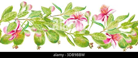 Feijoa-Zweig. Nahtloses horizontales Muster mit Feijoa-Früchten, Blumen, Blättern und Knospen. Handgezeichnetes Aquarell zum Drucken auf Küchendekor, Stoff, W Stockfoto