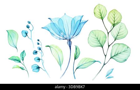 Transparente Glockenblumen und Eukalyptus in Aquarell. Set aus Elementen mit großen blauen Blüten, Knospen und Blättern. Abstrakte Malerei mit türkisfarbenen Blumen Stockfoto