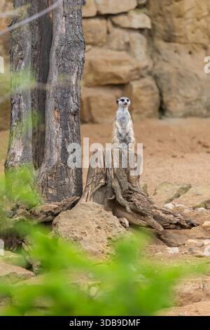 Erdmännchen stehen aufrecht auf einem Baumstumpf und schauen sich um die Umgebung Stockfoto