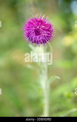 Lila Mariendistel Blumenkopf wächst wild auf einem verschwommenen grünen Hintergrund Stockfoto