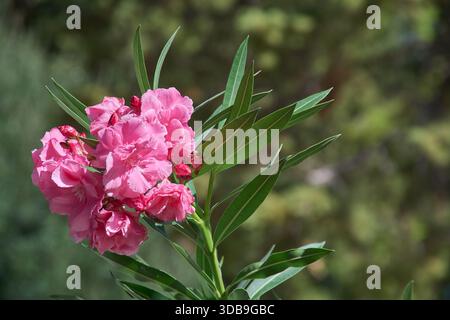 Wunderschöner nerium-Oleanderstrauch mit zarten rosafarbenen Blüten und grünem Laub, der in der Frühlingssaison im Freien in sonnigem Klima wächst. Stockfoto