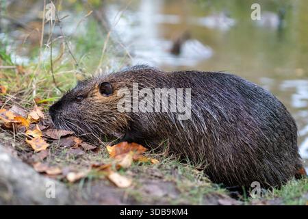 Ein Coypu (Myocastor coypus) am Ufer eines Baches, umgeben von herabfallenden Herbstblättern, die seinen halbaquatischen Lebensraum veranschaulichen. Stockfoto