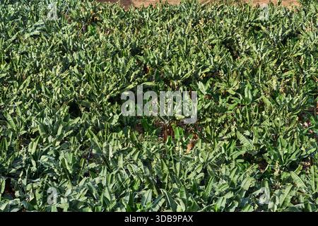 Luftaufnahme einer dichten Bananenplantage mit grünem Laub auf landwirtschaftlich genutzten Terrassen auf Teneriffa Kanarischen Inseln Stockfoto