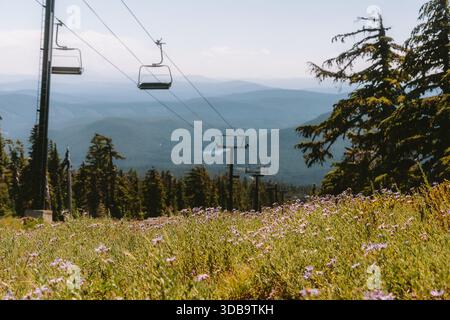 Am Sommertag am Mt Hood blühen vor den Skiliften Stockfoto