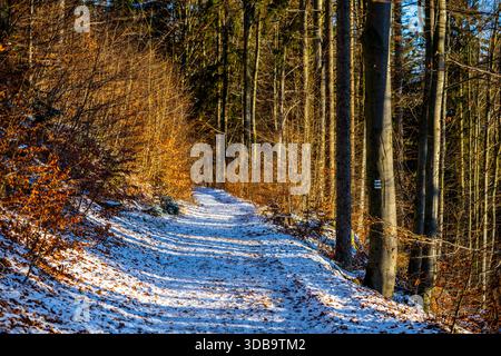 Der erste Schnee bedeckt einen gewundenen Pfad durch einen Herbstwald. Der Boden ist weiß bedeckt, mit orangefarbenen Blättern, die von Bäumen fallen. Sonnenlicht scheint auf den Tatort. Stockfoto