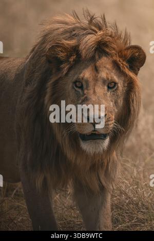 Majestätischer männlicher Löwe, der in die Kamera starrt Stockfoto