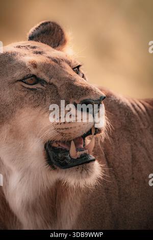 Nahaufnahme Porträt einer Löwin in warmem Licht Stockfoto
