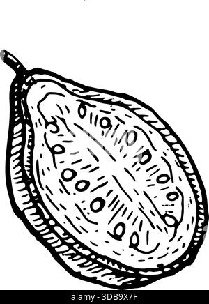 Halbteilige Guave-Umrisse. Vektor-Lebensmittel-Illustration von tropischen Früchten. Handgezeichnete Guave isoliert auf transparentem Hintergrund. Stock Vektor