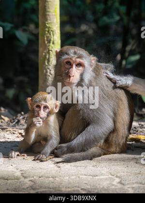 Vertikales Vollporträt von Mutter und süßem Baby Rhesus Macaque aka Rhesus Affe oder macaca mulatta on Path, Lawachara Forest National Park, Bangladesch Stockfoto
