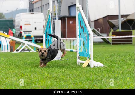 Border Terrier im Agilitätswettbewerb Stockfoto