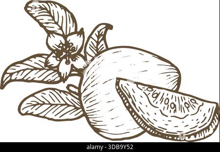 Handgezogene Guave-Frucht ganz, Stücke und Blüte mit Zweig isoliert. Vintage-Komposition, Skizze im linearen Stil. Tropische Guave-Frucht, Vektorillust Stock Vektor