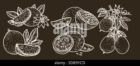 Passion Frucht Vektor Illustration weiße Umrisse auf dunklem Hintergrund. Tropische Maracuya auf Zweig mit Blättern, isolierte Vintage-Skizze, natürliche Pflanze Ar Stock Vektor