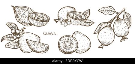 Guava-Vektor-Illustrationen Set. Tropische Obstkollektion. Guave auf einem Baumzweig, Fleischdetail, natürliche organische Gartenpflanze, isolierte Skizze für Foo Stock Vektor