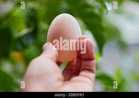 Beschnittene Hand mit weißem Ei auf grünem Hintergrund Stockfoto
