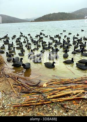 Eurasische Coots (Fulica atra) am Eymir-See, Ankara. Stockfoto