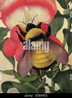 Eine Vintage-Illustration, die eine Biene auf einer snapdrachenblume zeigt. Stockfoto