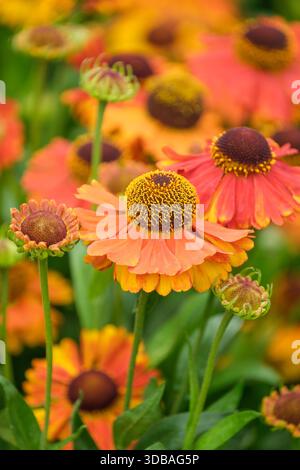 Helenium Sahin's Early Flowerer, Niesweed Sahin's Early Flowerer, orange Blumenköpfe werden rot Stockfoto