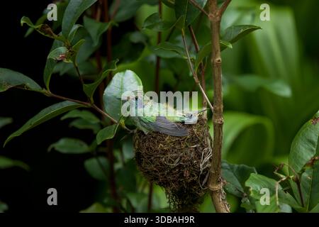Kolibri cyanotus (Colibri cyanotus) Kolibri nistet im Hochland Costa Ricas Stockfoto