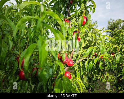 Reife Pfirsiche am Baum Stockfoto