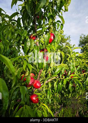 Reife Pfirsiche am Baum Stockfoto