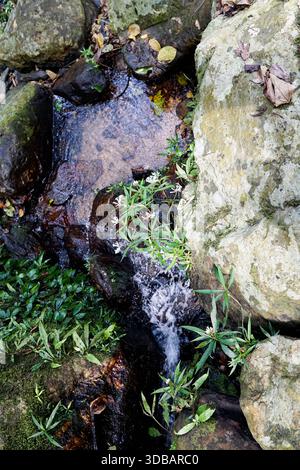 Klarer Gebirgsbach, der über dunkle Felsen und moosige Felsbrocken mit zarten weißen Wildblumen in einer ruhigen Waldlandschaft kaskadiert. Stockfoto