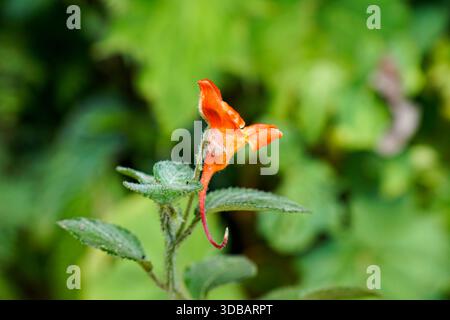 Lebendige Orange Jewelweed Wildblume (Impatiens capensis) mit langer Nectar Spur in einem üppigen grünen Garten Stockfoto