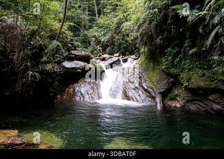 Ruhiger kleiner Wasserfall, der in einen klaren natürlichen Pool in einem üppig grünen tropischen Dschungel mündet, umgeben von Farnen und moosigen Felsen. Stockfoto