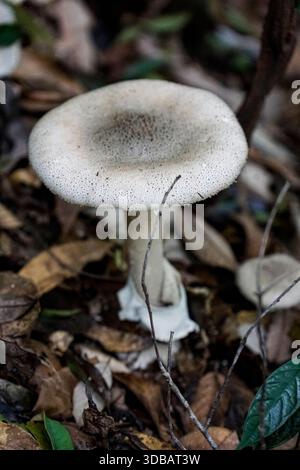 Wilder Amanita-Pilz mit grauer gesprenkelter Kappe und weißem Stiel, der unter trockenem Blattstreu auf dem Waldboden wächst. Stockfoto