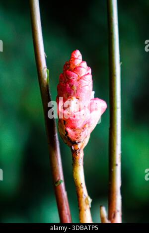 Auftauchende rosa Ingwerblüten-Makroaufnahme zwischen vertikalen Stielen mit üppigem grünem Bokeh-Hintergrund. Tropische Flora. Stockfoto